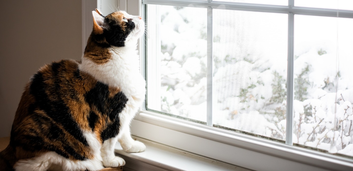 Indoor cats shop and cold weather